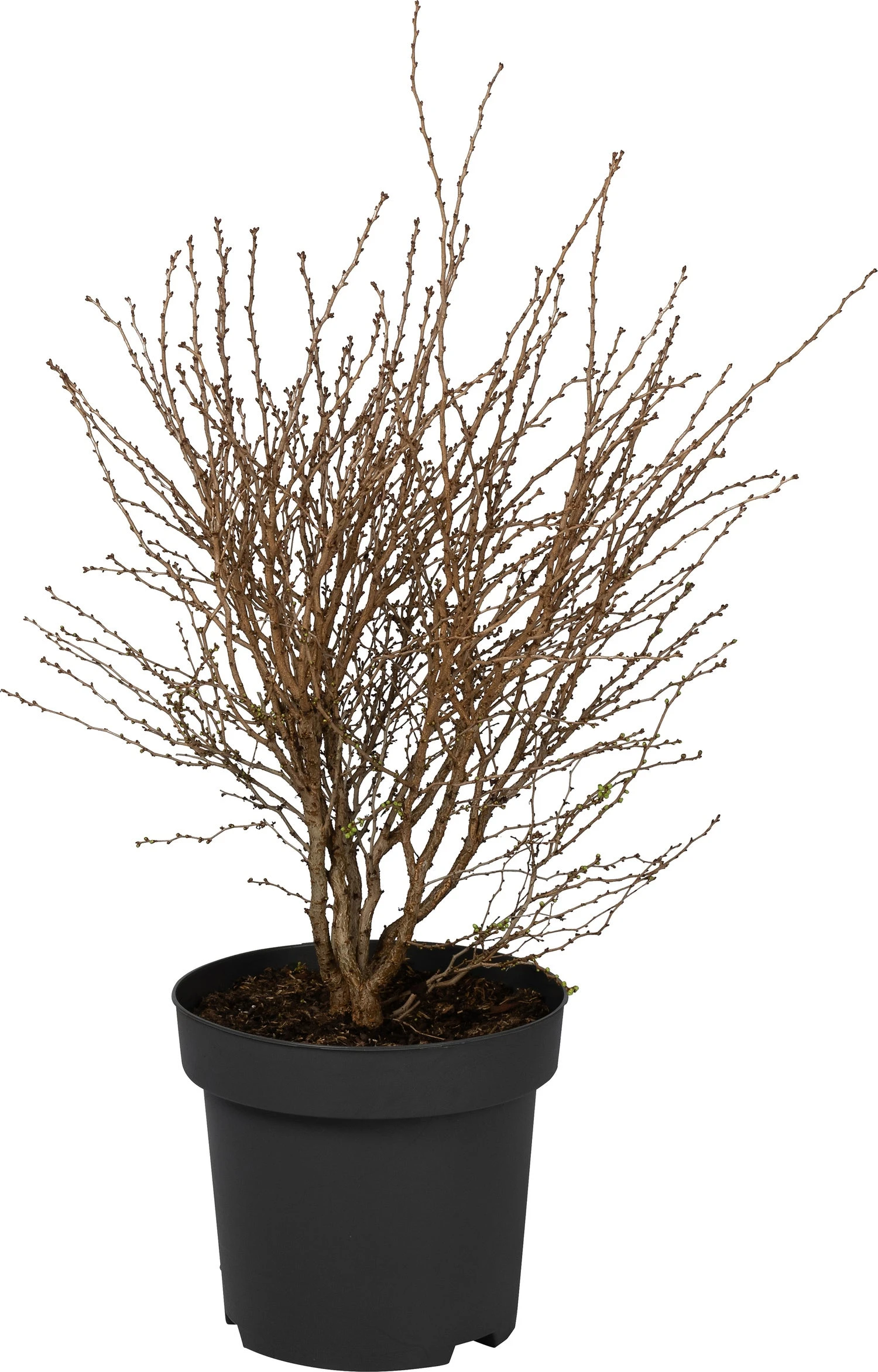 Fujikers (Prunus Incisa 'Kojou-no-mai') D 31 H 50 Cm 1 Fujikers (Prunus Incisa 'Kojou-no-mai') D 31 H 50 Cm