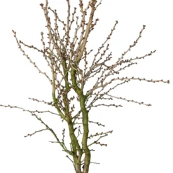 Fujikers (Prunus Incisa 'Kojou-no-mai') D 23 H 35 Cm