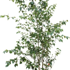Witte Himalaya Berk (Betula Utilis 'Jacquemontii') D 32 H 200 Cm