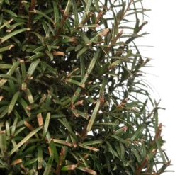 Taxus (Taxus Baccata) D 22 H 60 Cm -Exporteren Rust Tuin Winkel 8717263585800 2