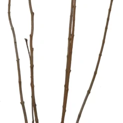 Sering (Syringa Vulgaris 'Mme Antoine Buchner') D 27 H 80 Cm