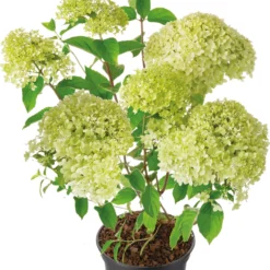 Pluimhortensia (Hydrangea Paniculata 'Limelight') D 29 H 50 Cm