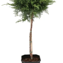 Jeneverbes Op Stam (Juniperus X Pfitzeriana 'Pfitzeriana Compacta') D 21 H 70 Cm