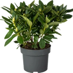 Rhododendron (Rhododendron 'Cosmopolitan') D 23 H 40 Cm