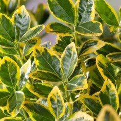 Kardinaalshoed (Euonymus Japonicus Marieke)