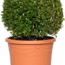 Buxus Bolvorm (Buxus Sempervirens) D 23 H 45 Cm