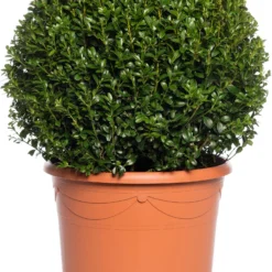 Buxus Bolvorm (Buxus Sempervirens) D 29 H 55 Cm