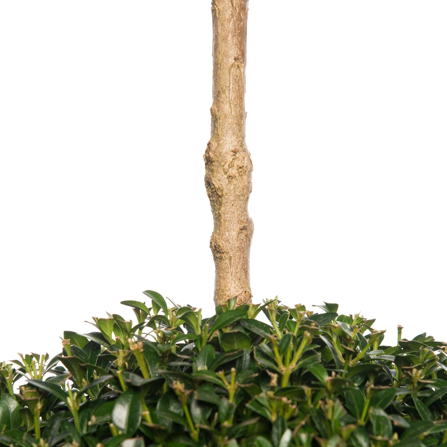 Buxus Bolvormen (Buxus Sempervirens) D 31 H 100 Cm 2 Buxus Bolvormen (Buxus Sempervirens) D 31 H 100 Cm - Afbeelding 2