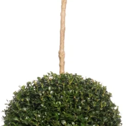 Buxus Bolvormen (Buxus Sempervirens) D 31 H 100 Cm