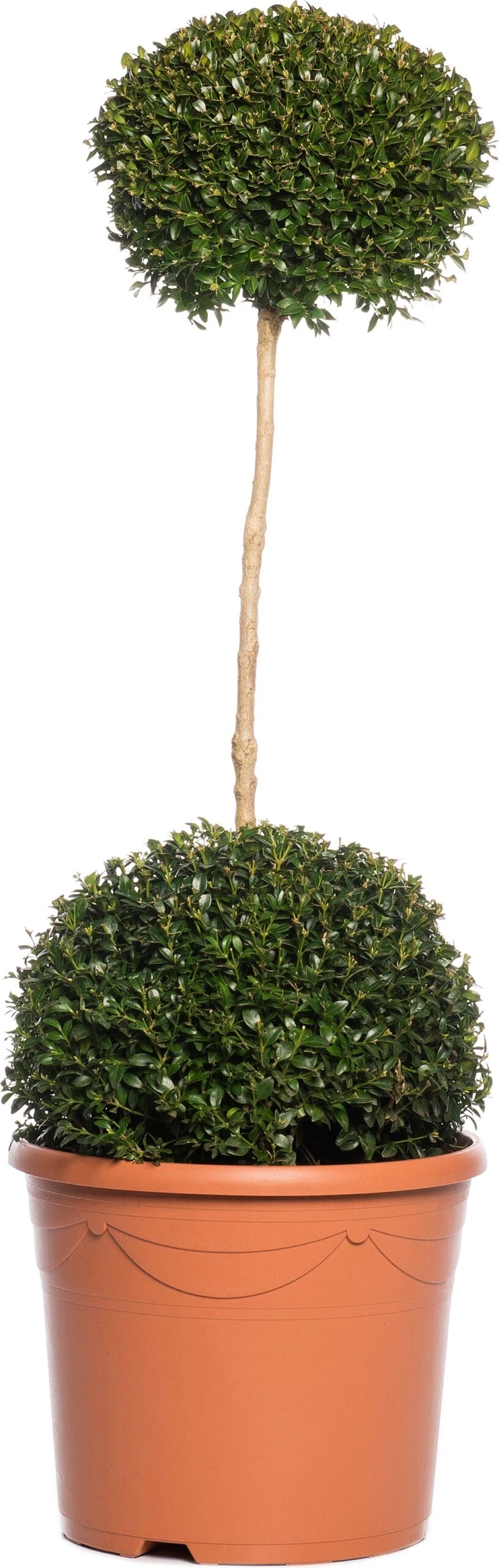 Buxus Bolvormen (Buxus Sempervirens) D 31 H 100 Cm 1 Buxus Bolvormen (Buxus Sempervirens) D 31 H 100 Cm