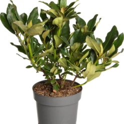 Rhododendron (Rhododendron 'Saffrano') D 19 H 25 Cm