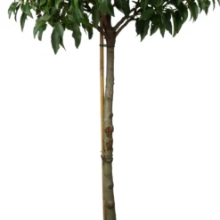 Portugese Laurier (Prunus Lusitanica 'Angustifolia') D 27 H 60 Cm