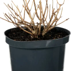 Pluimhortensia (Hydrangea Paniculata 'Bombshell') D 23 H 30 Cm