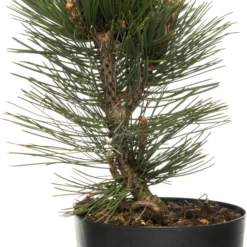 Pijnboom (Pinus heldreichii 'Malinki'Pinus heldreichii 'Malinki') D 32 H 15 Cm