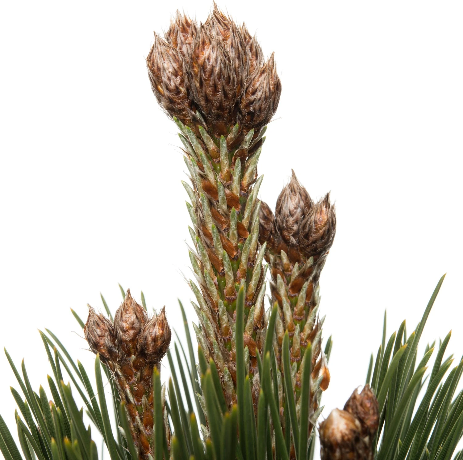 Pijnboom (Pinus heldreichii 'Malinki'Pinus heldreichii 'Malinki') D 32 H 15 Cm 2 Pijnboom (Pinus heldreichii 'Malinki'Pinus heldreichii 'Malinki') D 32 H 15 Cm - Afbeelding 2