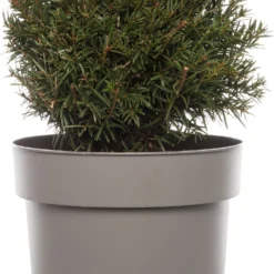 Taxus (Taxus Baccata) D 22 H 40 Cm