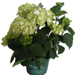 Hortensia (Hydrangea 'Magical Noblesse') Wit D 20 H 45 Cm