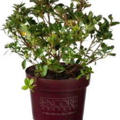 Dwerg Rhododendron (Rhododendron 'Encore Autumn Fire') D 19 H 25 Cm