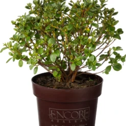 Dwerg Rhododendron (Rhododendron 'Encore Pure White Julia') D 19 H 25 Cm