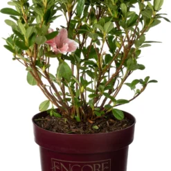 Dwerg Rhododendron (Rhododendron 'Encore Sunburst') D 19 H 25 Cm