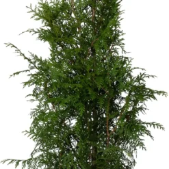 Levensboom (Thuja Occidentalis 'Brabant') D 28 H 120 Cm