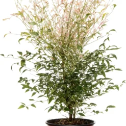 Hemelse Bamboe (Nandina Domestica 'Twilight') D 17 H 50 Cm