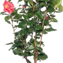 Japanse Roos (Camellia Japonica) D 15 H 40 Cm