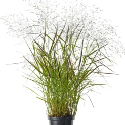 Vingergras (Panicum Virgatum 'Squaw') D 26 H 80 Cm