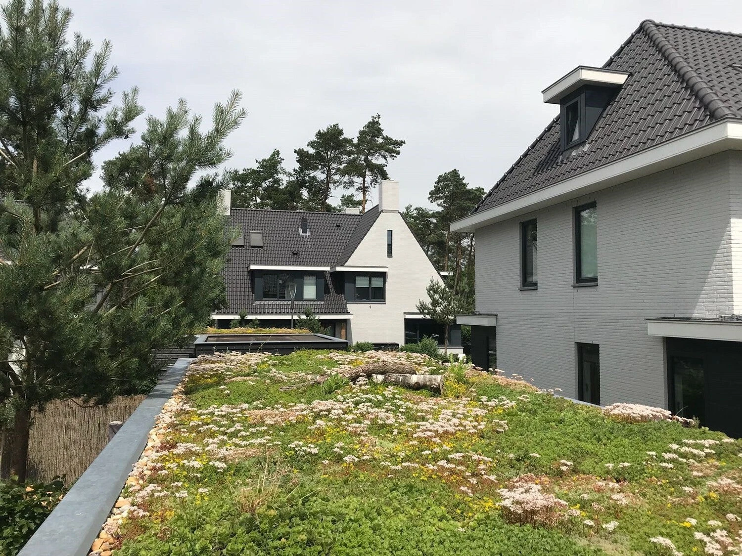 Sempergreen Sedummat 200 X 60 X 2 Cm 2 Sempergreen Sedummat 200 X 60 X 2 Cm - Afbeelding 2