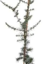 Blauwe Ceder (Cedrus Libani 'Glauca') D 23 H 100 Cm