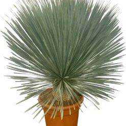 Palmlelie Op Stam (Yucca Rostrata) D 40 H 100 Cm