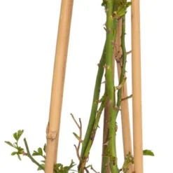 Roos (Rosa Rambling Rosie')