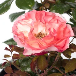 Grootbloemige Trosroos (Rosa 'Nostalgie') D 23 Cm -Exporteren Rust Tuin Winkel 8717665180443 2