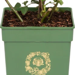 Roos (Rosa 'Gentle Hermione®') D 24 H 40 Cm