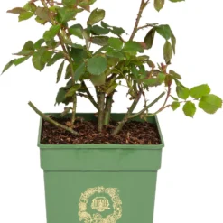 Roos (Rosa 'Princess Alexandra Of Kent®') D 24 H 40 Cm