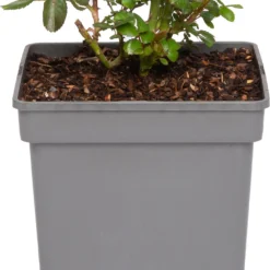 Klimroos (Rosa 'Indigoletta' ) D 22 H 70 Cm