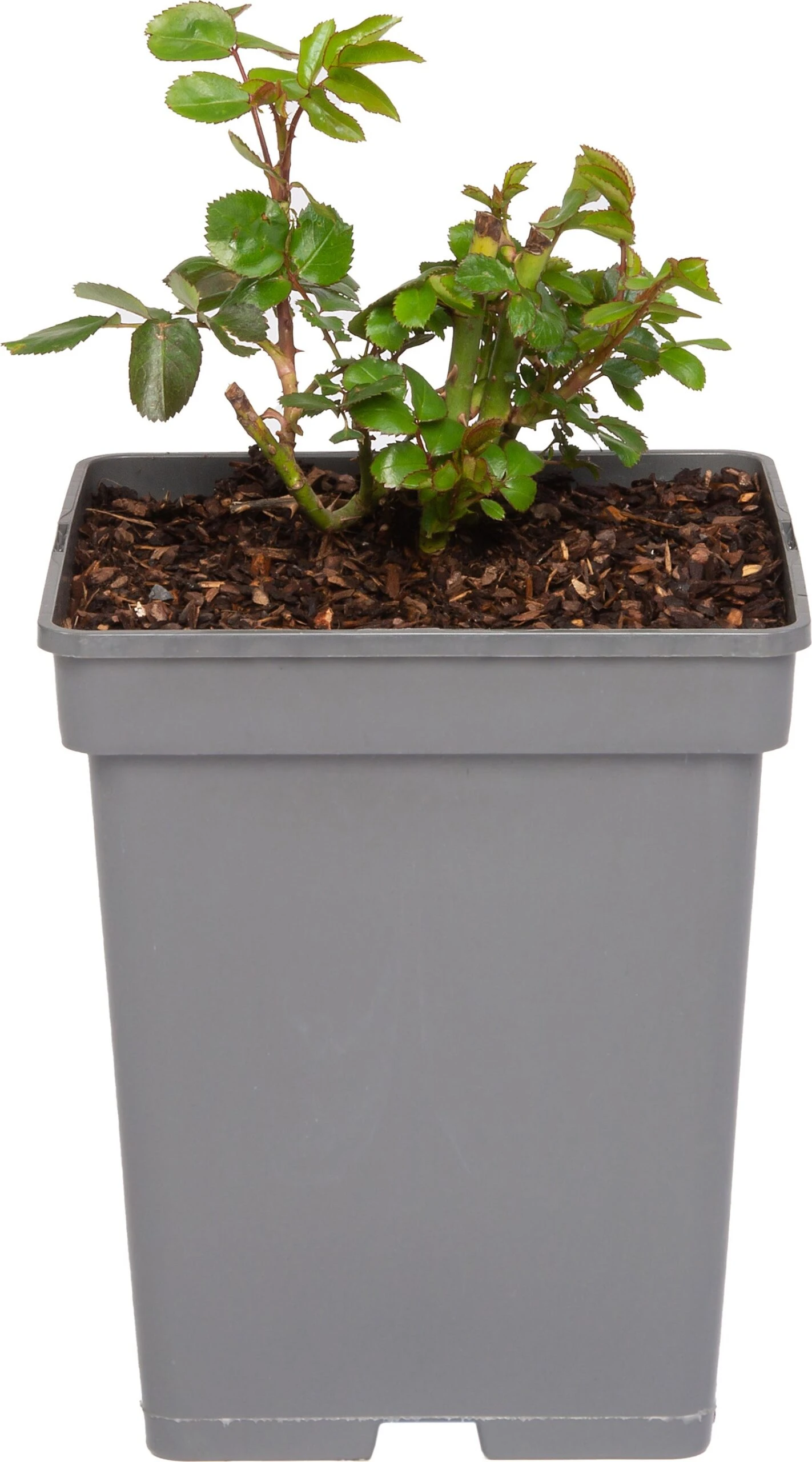 Struikroos (Rosa 'Lampion') D 23 H 25 Cm 1 Struikroos (Rosa 'Lampion') D 23 H 25 Cm