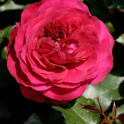 Struikroos (Rosa 'Rose Meilove')
