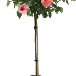 Stamroos (Rosa 'Rose Meilove') D 24 H 105 Cm
