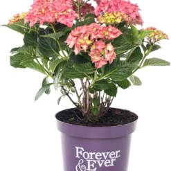 Hortensia (Hydrangea Macrophylla 'Forever & Ever') Rood D 23 H 30 Cm