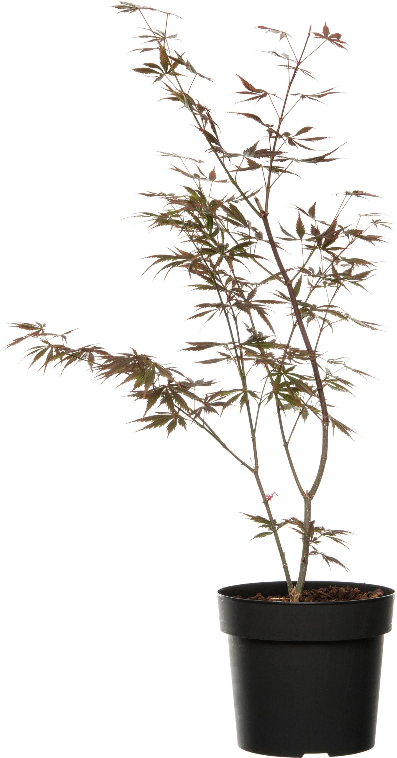 Japanse Esdoorn (Acer Palmatum 'Trompenburg') D 19 H 40 Cm 1 Japanse Esdoorn (Acer Palmatum 'Trompenburg') D 19 H 40 Cm