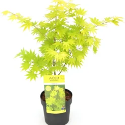 Japanse Esdoorn (Acer Shirasawanum 'Jordan') D 19 H 40 Cm