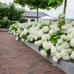Bolhortensia (Hydrangea Arborescens 'Incrediball') D 19 H 30 Cm -Exporteren Rust Tuin Winkel 8718182412314 2