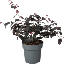 Heksenstruik (Loropetalum Chinense 'Ever Red') D 15 H 25 Cm