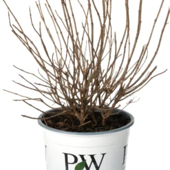 Pluimhortensia (Hydrangea Paniculata 'Little Lime'®) D 19 H 30 Cm