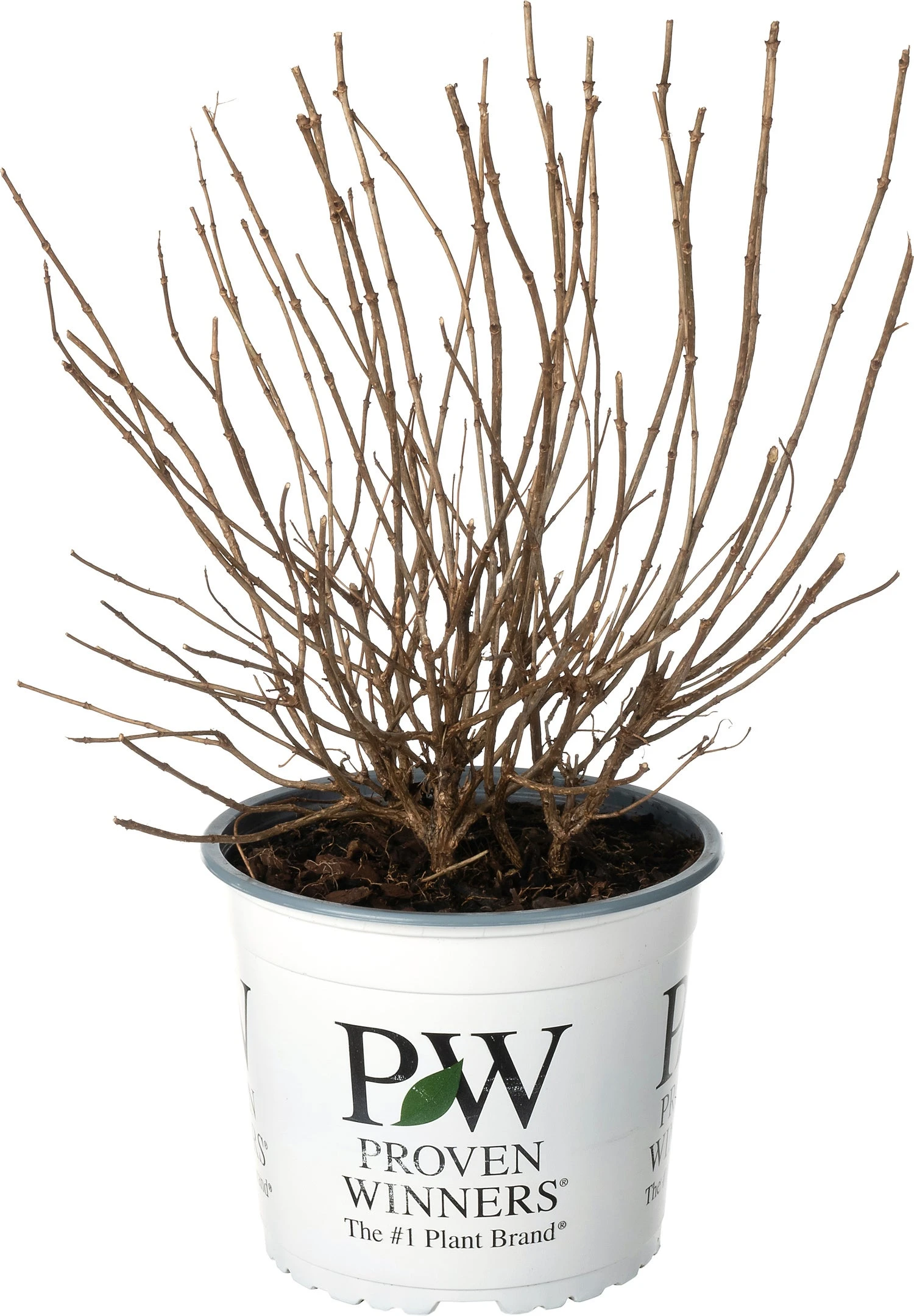 Pluimhortensia (Hydrangea Paniculata 'Little Lime'®) D 19 H 30 Cm 1 Pluimhortensia (Hydrangea Paniculata 'Little Lime'®) D 19 H 30 Cm