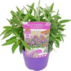 Vlinderstruik (Buddleja Davidii 'BC Little Purple') D 19 H 45 Cm