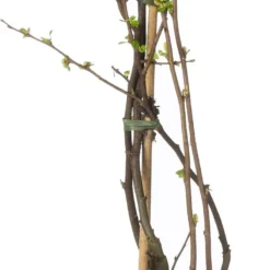 Dwergkwee (Chaenomeles Speciosa 'Pink Storm'®) D 19 H 60 Cm