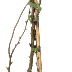 Dwergkwee (Chaenomeles Speciosa 'Scarlet Storm') D 19 H 60 Cm