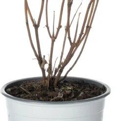 Bolhortensia (Hydrangea Arborescens 'Ruby Annabelle'®) D 19 H 30 Cm